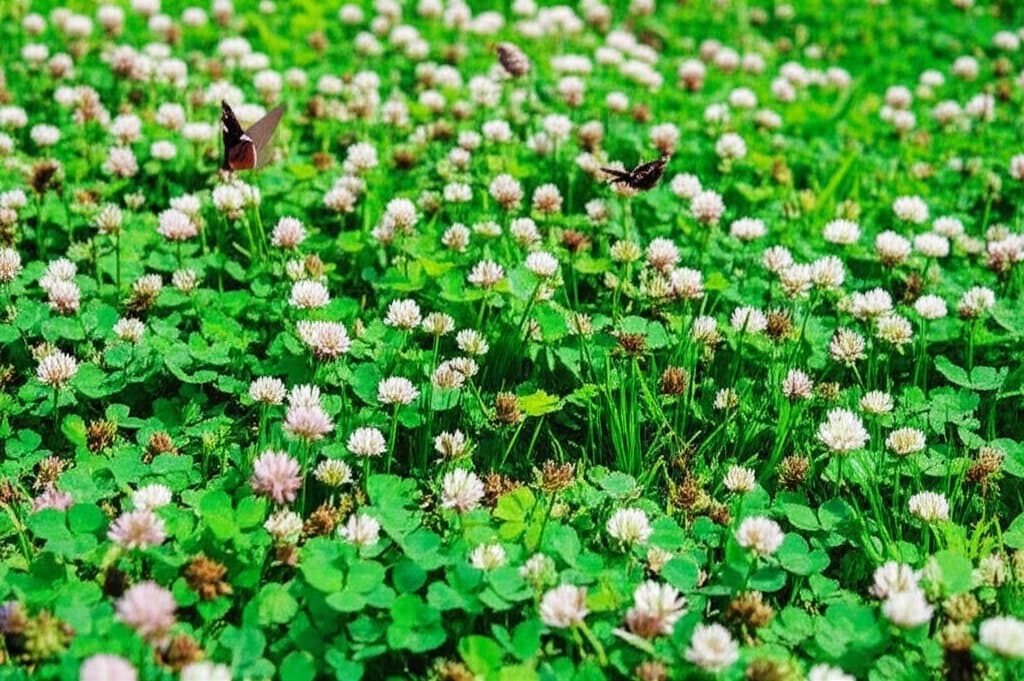 Featured image for Clover Lawns Cut Water Bills and Boost Pollinators