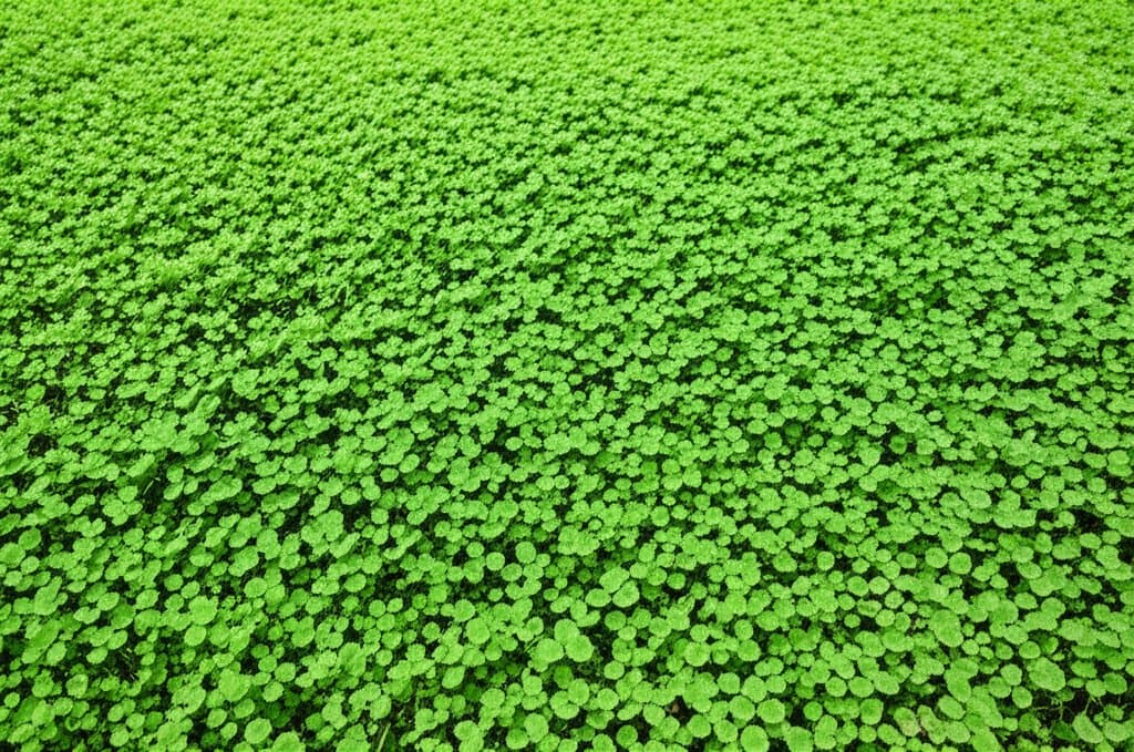 Featured image for Clover Lawns Cut Water Use and Outlast Grass in 2025