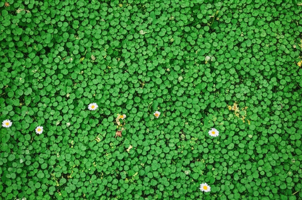 Featured image for Why Clover Lawns Beat Grass for Less Work