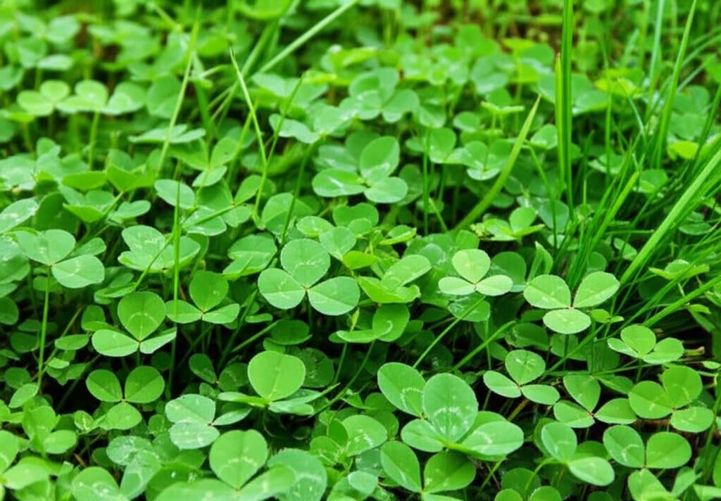 Featured image for Why Clover Lawns Slash Mowing 70% and Stay Lush Green