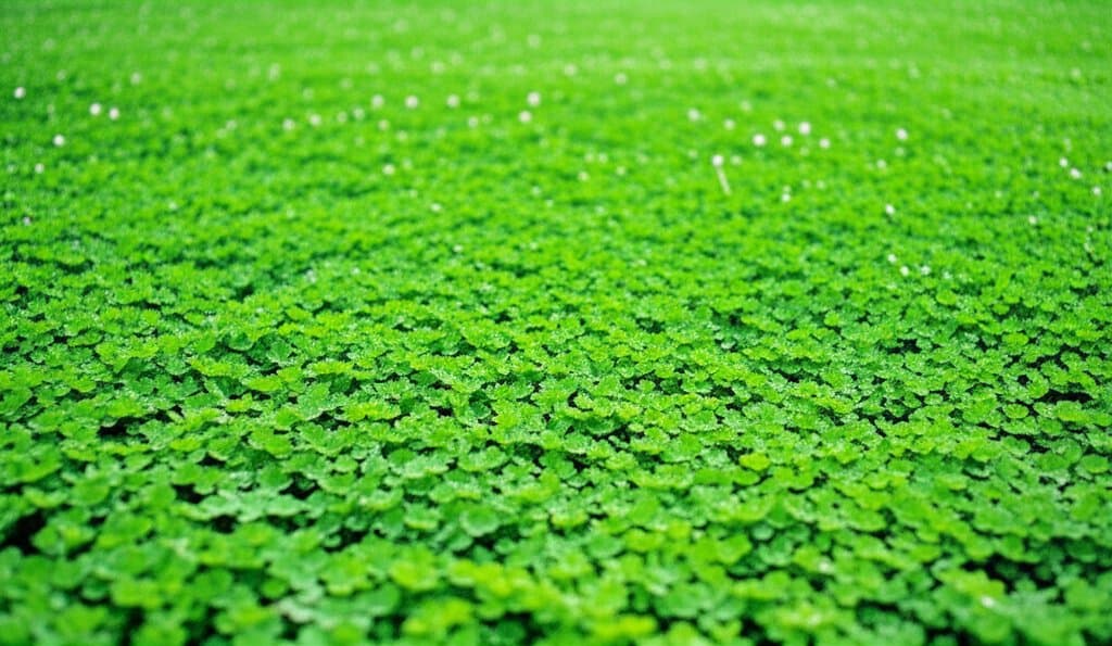 Featured image for Clover Lawns Cost Less and Use 70% Less Water