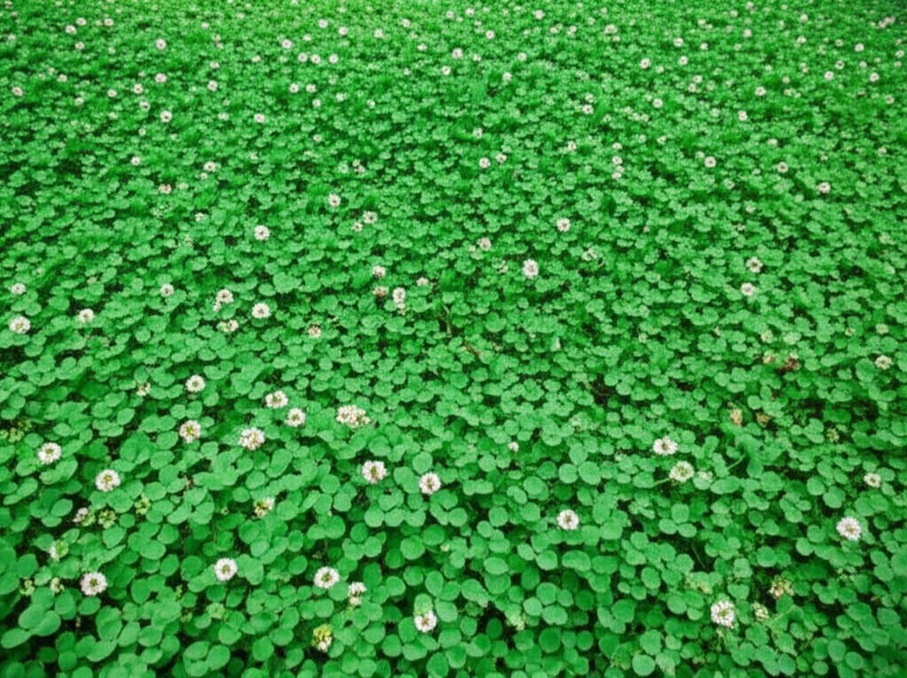 Featured image for Clover Lawns Cut Mowing While Fixing Soil Naturally