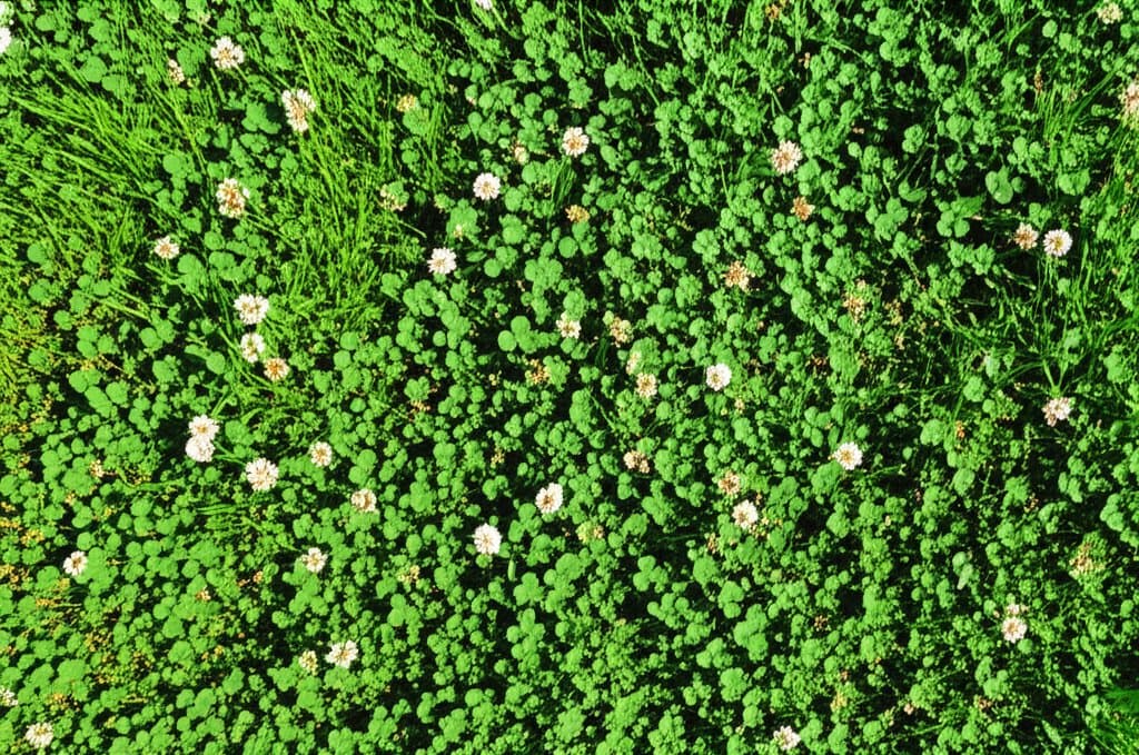 Featured image for Why Clover Lawns Surge 300% as Grass Alternative