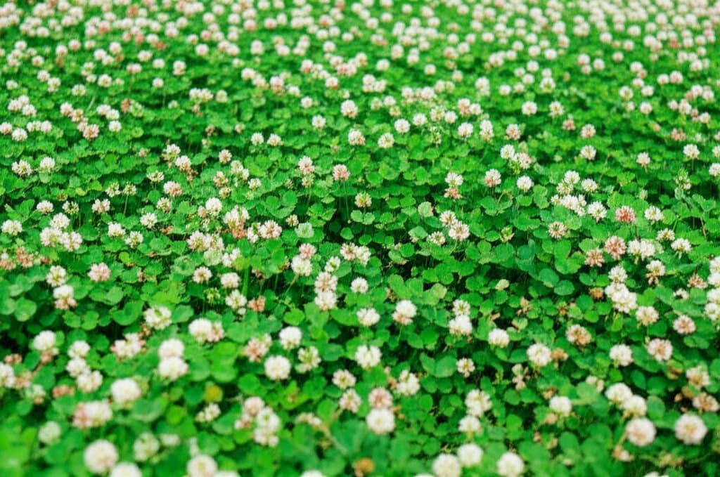 Featured image for Clover Lawns Cut Mowing by 75% and Feed Your Soil