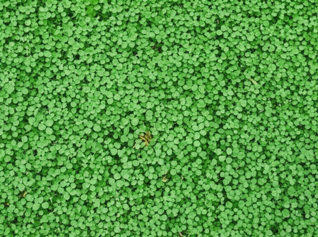 Featured image for Clover Lawns Cut Mowing 60%, Stay Green With Less Water