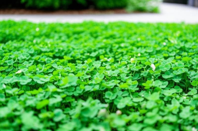 Featured image for Why Clover Lawns Beat Grass in Tough Conditions