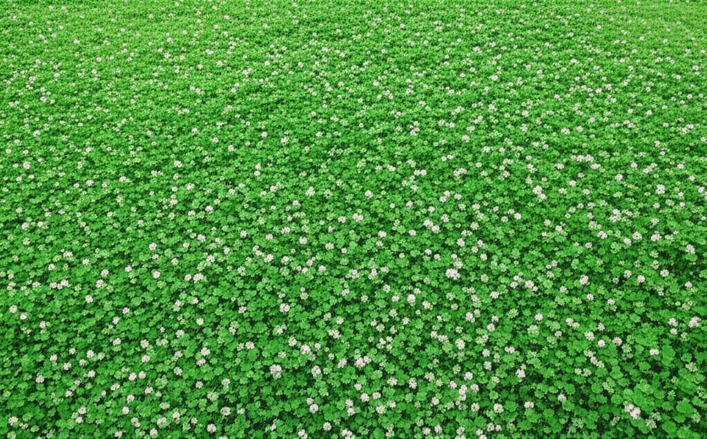 Featured image for Clover Lawns Stay Green Without Weekly Watering